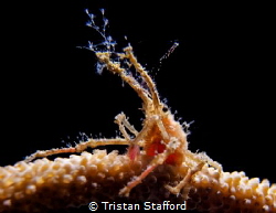 Hydroid Decorator Crab by Tristan Stafford 